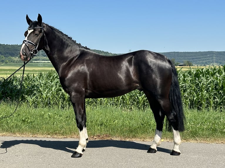 Sangue Caldo Pesante / Meso-brachimorfo Castrone 3 Anni 158 cm Morello in Riedlingen