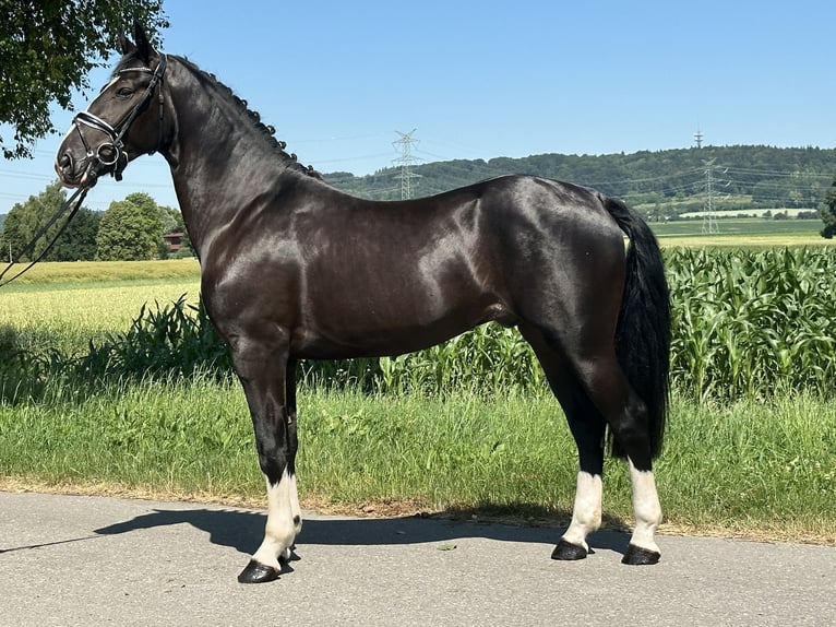 Sangue Caldo Pesante / Meso-brachimorfo Castrone 3 Anni 158 cm Morello in Riedlingen