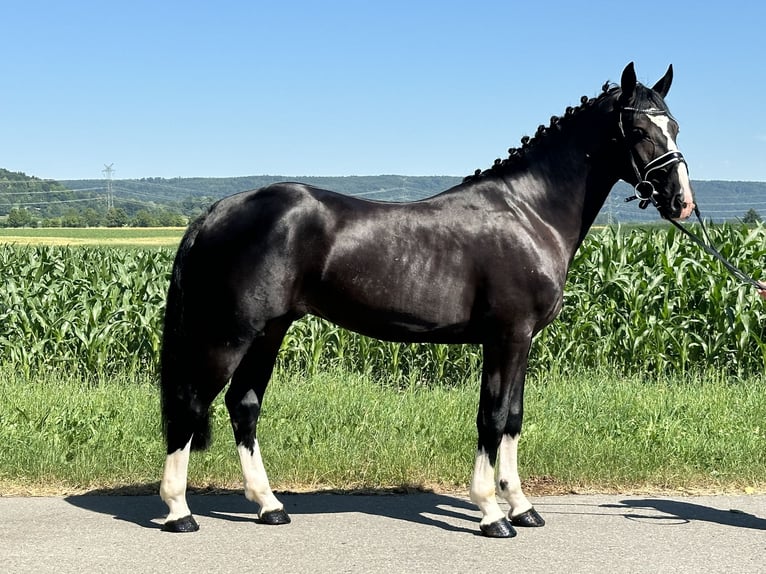 Sangue Caldo Pesante / Meso-brachimorfo Castrone 3 Anni 158 cm Morello in Riedlingen