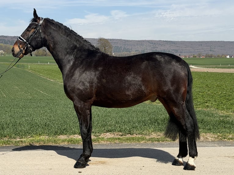 Sangue Caldo Pesante / Meso-brachimorfo Castrone 3 Anni 160 cm Baio scuro in Riedlingen
