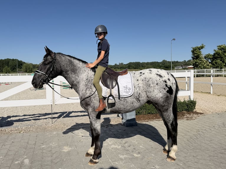 Sangue Caldo Pesante / Meso-brachimorfo Mix Castrone 3 Anni 160 cm Leopard in Riedlingen