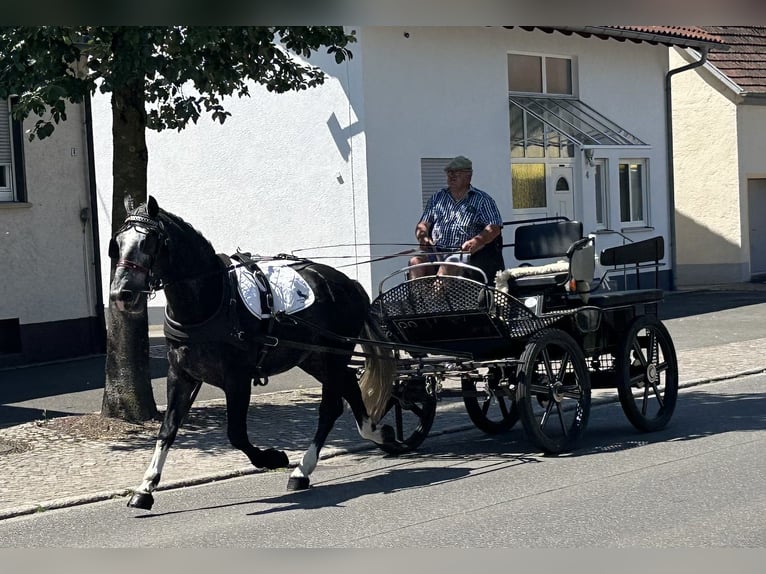 Sangue Caldo Pesante / Meso-brachimorfo Castrone 3 Anni 162 cm Grigio pezzato in Riedlingen
