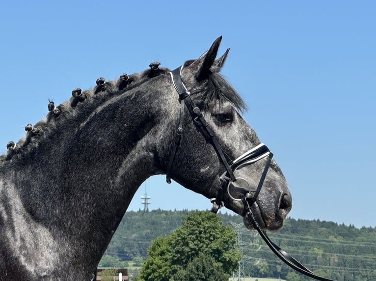 Sangue Caldo Pesante / Meso-brachimorfo Castrone 3 Anni 162 cm Grigio pezzato in Riedlingen