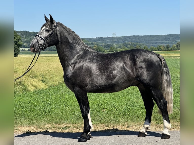 Sangue Caldo Pesante / Meso-brachimorfo Castrone 3 Anni 162 cm Grigio pezzato in Riedlingen