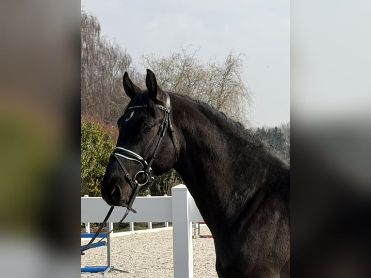 Sangue Caldo Pesante / Meso-brachimorfo Castrone 3 Anni 162 cm Morello in Riedlingen