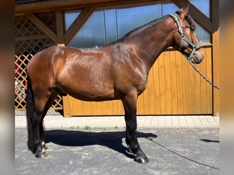 Sangue Caldo Pesante / Meso-brachimorfo Mix Castrone 3 Anni 163 cm Baio in Görlitz