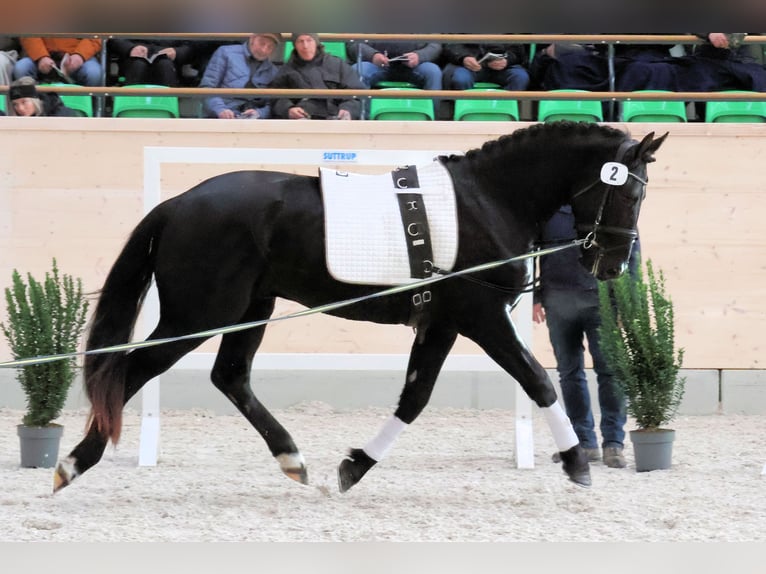 Sangue Caldo Pesante / Meso-brachimorfo Castrone 3 Anni 163 cm Morello in Panschwitz-Kuckau