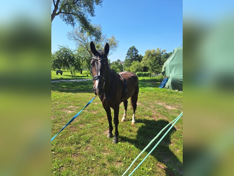 Sangue Caldo Pesante / Meso-brachimorfo Castrone 3 Anni 163 cm Morello in Kleinwallstadt
