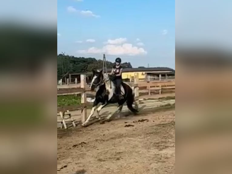 Sangue Caldo Pesante / Meso-brachimorfo Castrone 3 Anni 163 cm Pezzato in Go&#x15B;cieszowice