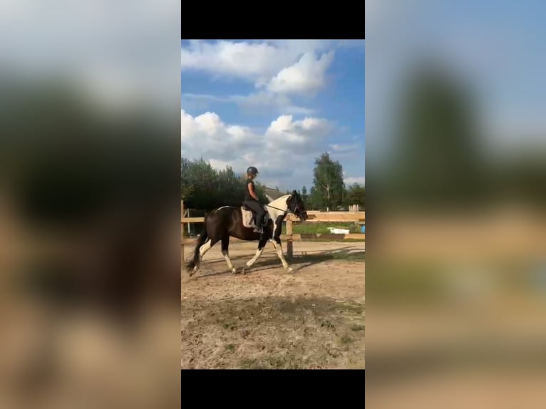 Sangue Caldo Pesante / Meso-brachimorfo Castrone 3 Anni 163 cm Pezzato in Go&#x15B;cieszowice