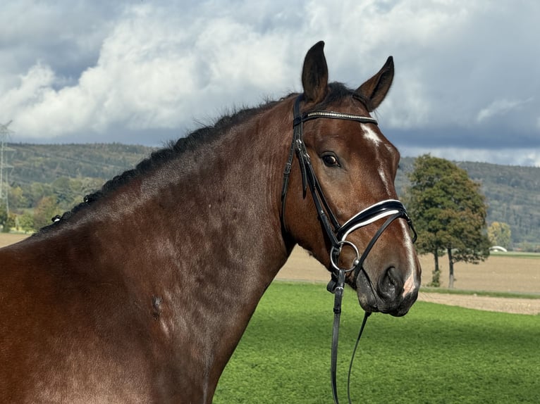 Sangue Caldo Pesante / Meso-brachimorfo Castrone 3 Anni 164 cm Baio in Riedlingen