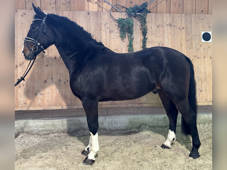 Sangue Caldo Pesante / Meso-brachimorfo Castrone 3 Anni 164 cm Baio scuro in Riedlingen