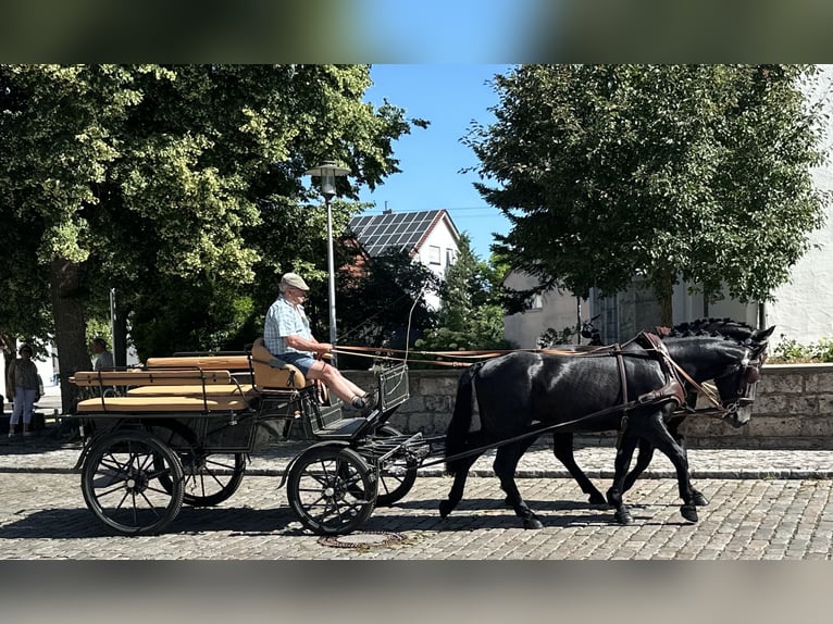 Sangue Caldo Pesante / Meso-brachimorfo Castrone 3 Anni 164 cm Morello in Riedlingen