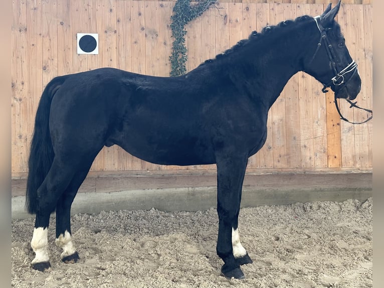 Sangue Caldo Pesante / Meso-brachimorfo Castrone 3 Anni 164 cm Morello in Riedlingen