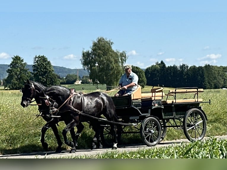 Sangue Caldo Pesante / Meso-brachimorfo Castrone 3 Anni 164 cm Morello in Riedlingen