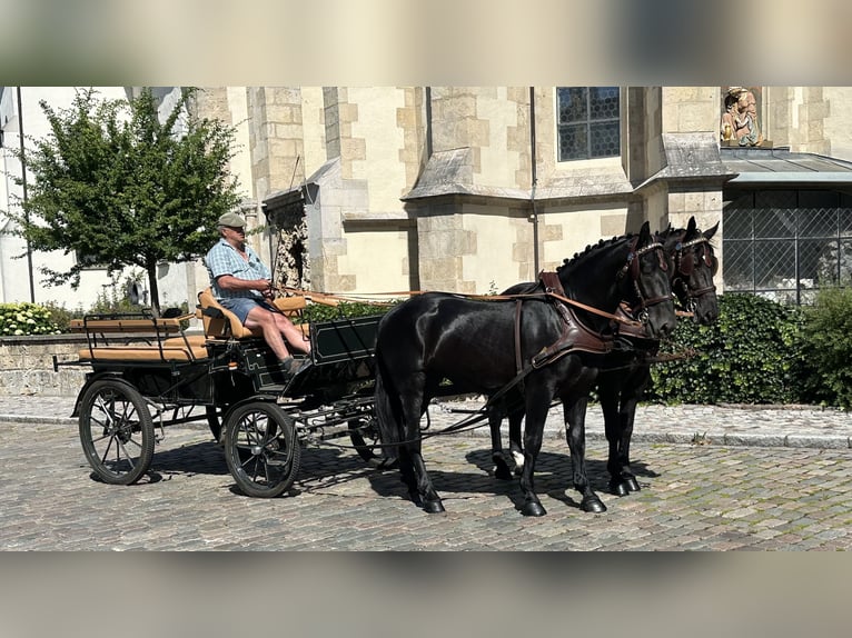 Sangue Caldo Pesante / Meso-brachimorfo Castrone 3 Anni 164 cm Morello in Riedlingen
