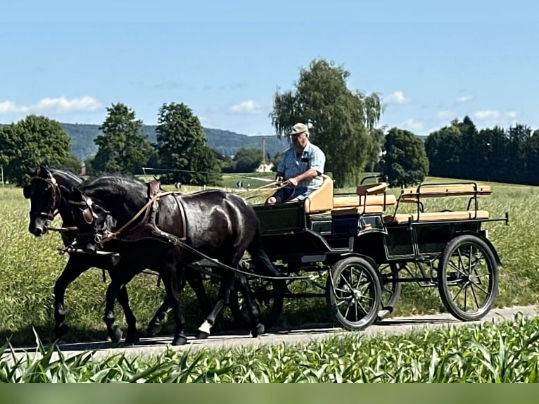 Sangue Caldo Pesante / Meso-brachimorfo Castrone 3 Anni 164 cm Morello in Riedlingen