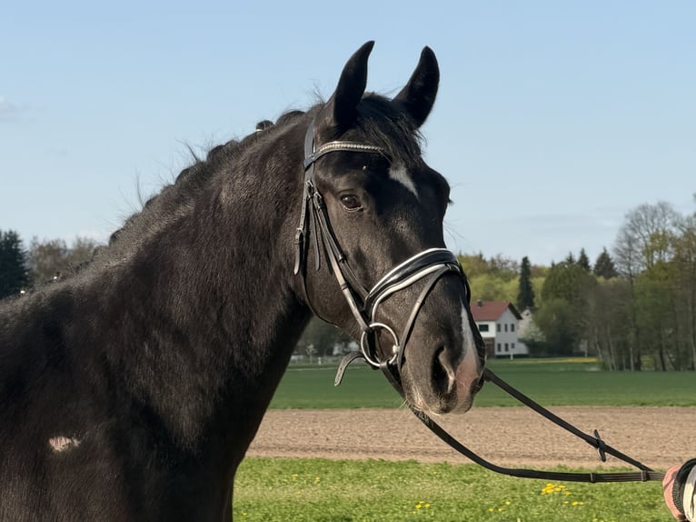 Sangue Caldo Pesante / Meso-brachimorfo Castrone 3 Anni 164 cm Morello in Riedlingen
