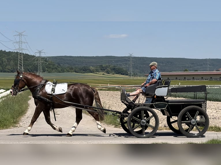 Sangue Caldo Pesante / Meso-brachimorfo Castrone 3 Anni 164 cm Sauro scuro in Riedlingen