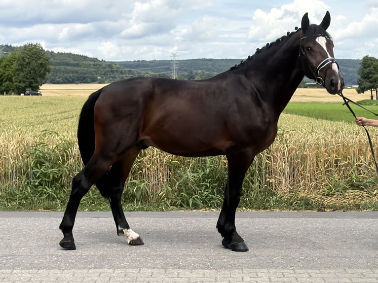 Sangue Caldo Pesante / Meso-brachimorfo Castrone 3 Anni 165 cm Baio scuro in Riedlingen