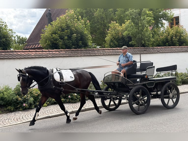 Sangue Caldo Pesante / Meso-brachimorfo Castrone 3 Anni 165 cm Baio scuro in Riedlingen