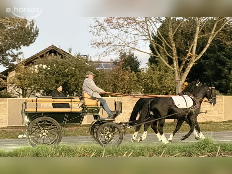 Sangue Caldo Pesante / Meso-brachimorfo Castrone 3 Anni 165 cm Morello in Riedlingen