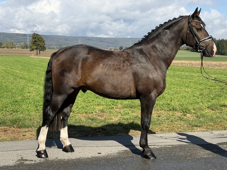 Sangue Caldo Pesante / Meso-brachimorfo Castrone 3 Anni 166 cm Baio scuro in Riedlingen