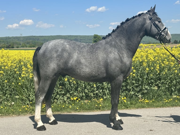 Sangue Caldo Pesante / Meso-brachimorfo Castrone 3 Anni 166 cm Grigio pezzato in Riedlingen