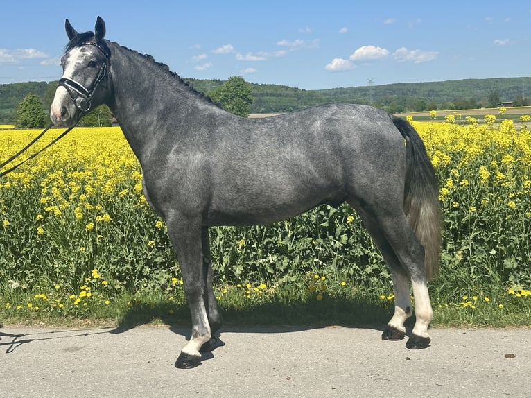 Sangue Caldo Pesante / Meso-brachimorfo Castrone 3 Anni 166 cm Grigio pezzato in Riedlingen