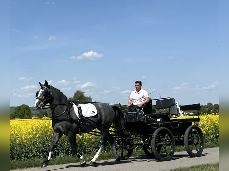Sangue Caldo Pesante / Meso-brachimorfo Castrone 3 Anni 166 cm Grigio pezzato in Riedlingen