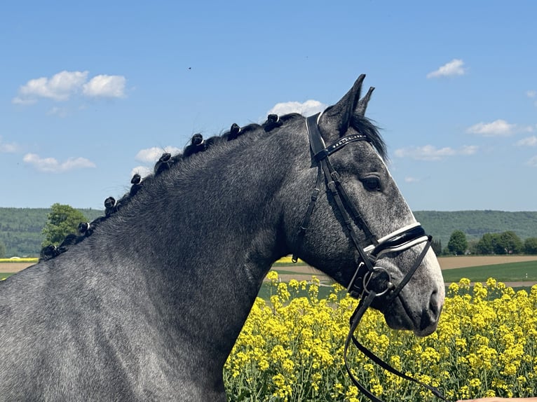Sangue Caldo Pesante / Meso-brachimorfo Castrone 3 Anni 166 cm Grigio pezzato in Riedlingen