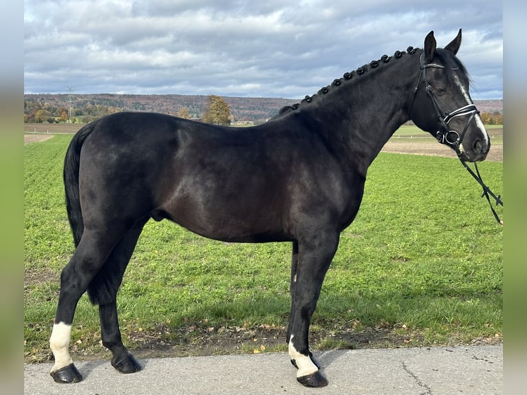 Sangue Caldo Pesante / Meso-brachimorfo Castrone 3 Anni 166 cm Morello in Riedlingen Sangue Caldo Pesante / Meso-brachimorfo Castrone 3 Anni 166 cm Morello in Riedlingen