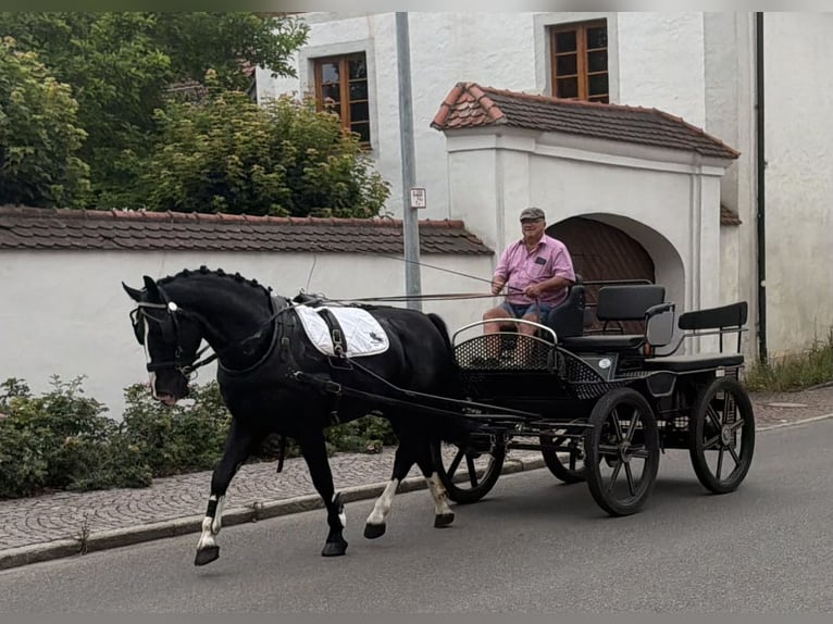 Sangue Caldo Pesante / Meso-brachimorfo Castrone 3 Anni 166 cm Morello in Riedlingen