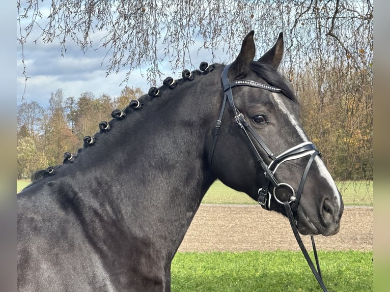 Sangue Caldo Pesante / Meso-brachimorfo Castrone 3 Anni 166 cm Morello in Riedlingen Sangue Caldo Pesante / Meso-brachimorfo Castrone 3 Anni 166 cm Morello in Riedlingen