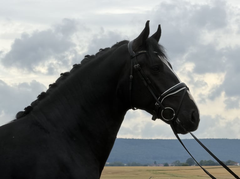 Sangue Caldo Pesante / Meso-brachimorfo Castrone 3 Anni 166 cm Morello in Riedlingen