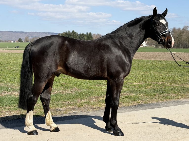 Sangue Caldo Pesante / Meso-brachimorfo Castrone 3 Anni 167 cm Baio scuro in Riedlingen
