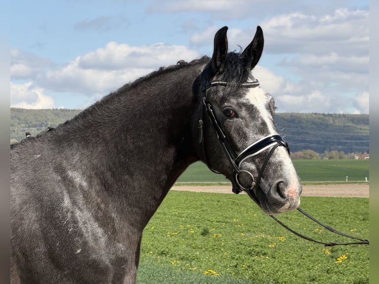 Sangue Caldo Pesante / Meso-brachimorfo Castrone 3 Anni 167 cm Grigio in Riedlingen