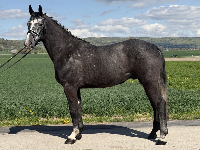 Sangue Caldo Pesante / Meso-brachimorfo Castrone 3 Anni 167 cm Grigio in Riedlingen