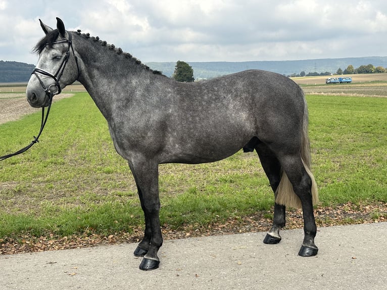 Sangue Caldo Pesante / Meso-brachimorfo Castrone 3 Anni 167 cm Grigio in Riedlingen