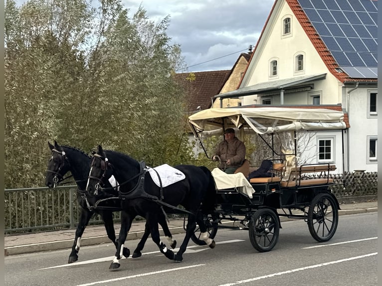 Sangue Caldo Pesante / Meso-brachimorfo Castrone 3 Anni 167 cm Morello in Riedlingen Sangue Caldo Pesante / Meso-brachimorfo Castrone 3 Anni 167 cm Morello in Riedlingen