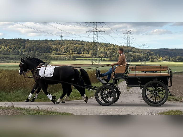 Sangue Caldo Pesante / Meso-brachimorfo Castrone 3 Anni 167 cm Morello in Riedlingen
