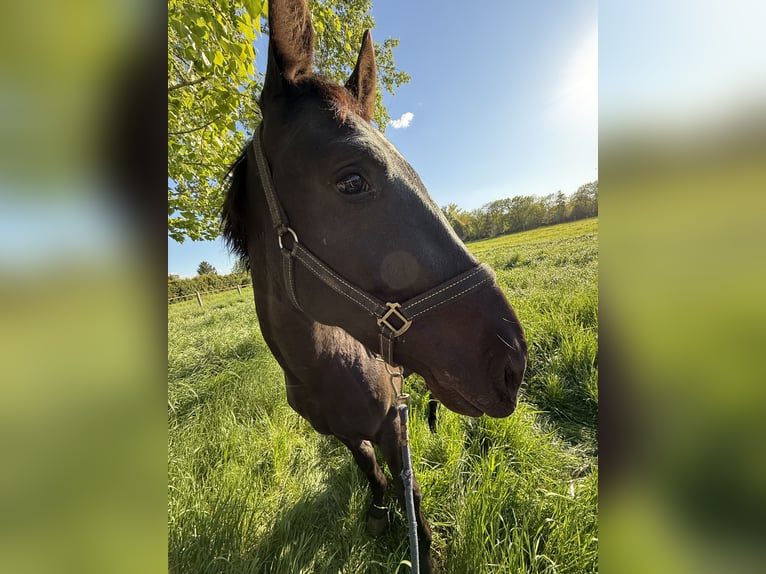 Sangue Caldo Pesante / Meso-brachimorfo Castrone 3 Anni 167 cm Morello in Gro&#xDF; Quenstedt