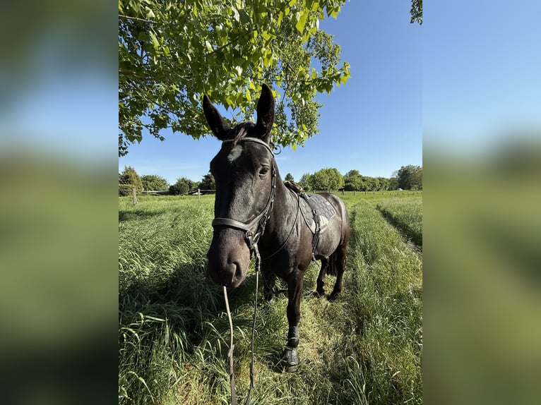 Sangue Caldo Pesante / Meso-brachimorfo Castrone 3 Anni 167 cm Morello in Gro&#xDF; Quenstedt