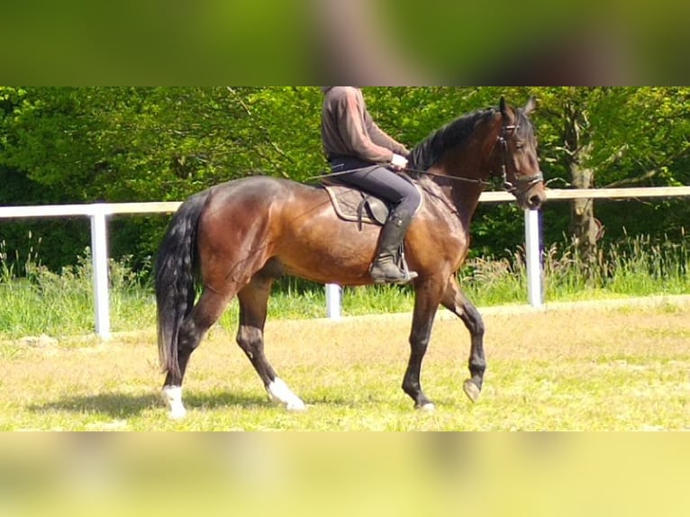 Sangue Caldo Pesante / Meso-brachimorfo Castrone 3 Anni 168 cm Baio in Kamenz