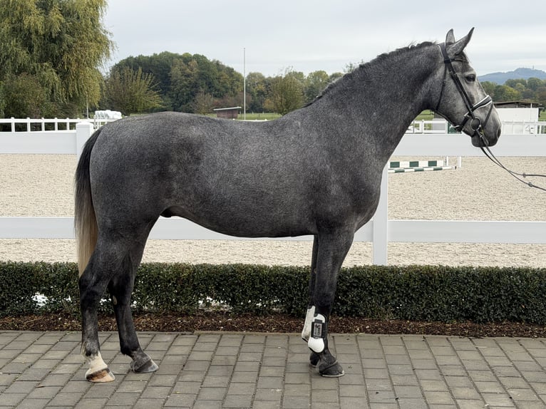 Sangue Caldo Pesante / Meso-brachimorfo Castrone 3 Anni 168 cm Grigio in Riedlingen