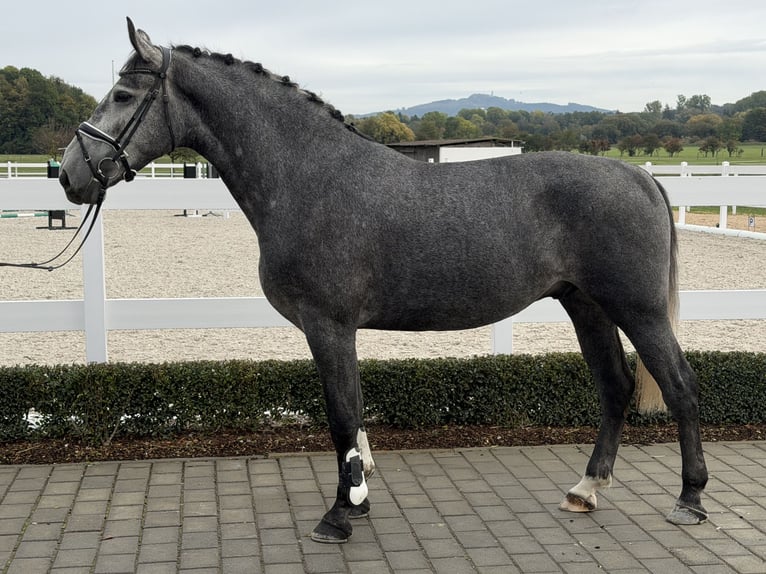 Sangue Caldo Pesante / Meso-brachimorfo Castrone 3 Anni 168 cm Grigio in Riedlingen