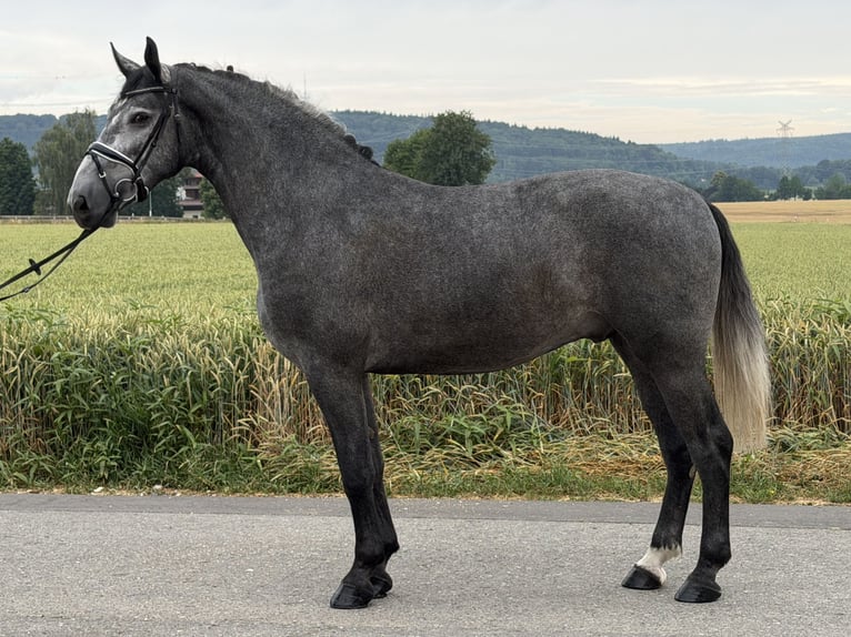 Sangue Caldo Pesante / Meso-brachimorfo Castrone 3 Anni 168 cm Grigio pezzato in Riedlingen