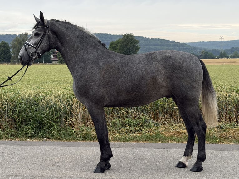 Sangue Caldo Pesante / Meso-brachimorfo Castrone 3 Anni 168 cm Grigio pezzato in Riedlingen
