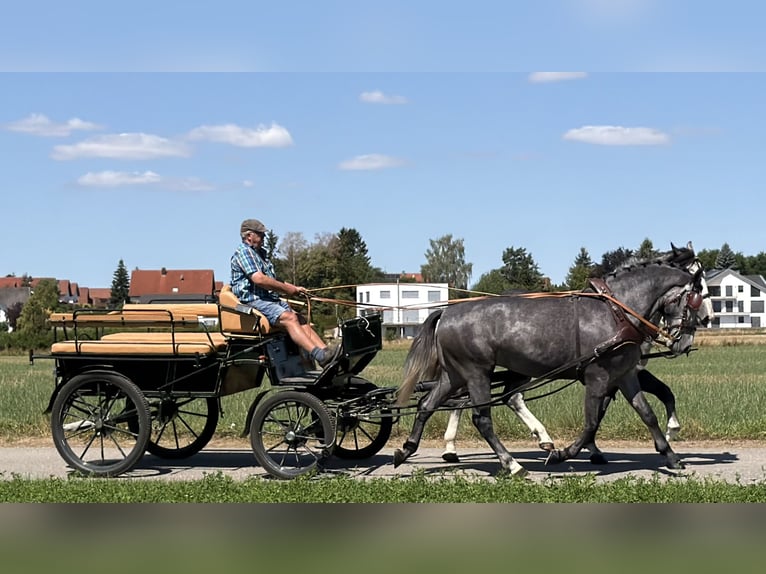 Sangue Caldo Pesante / Meso-brachimorfo Castrone 3 Anni 168 cm Grigio pezzato in Riedlingen