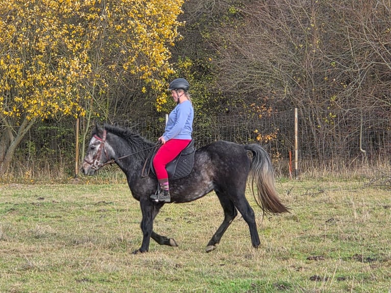 Sangue Caldo Pesante / Meso-brachimorfo Castrone 4 Anni 155 cm Grigio pezzato in Neuenmörbitz